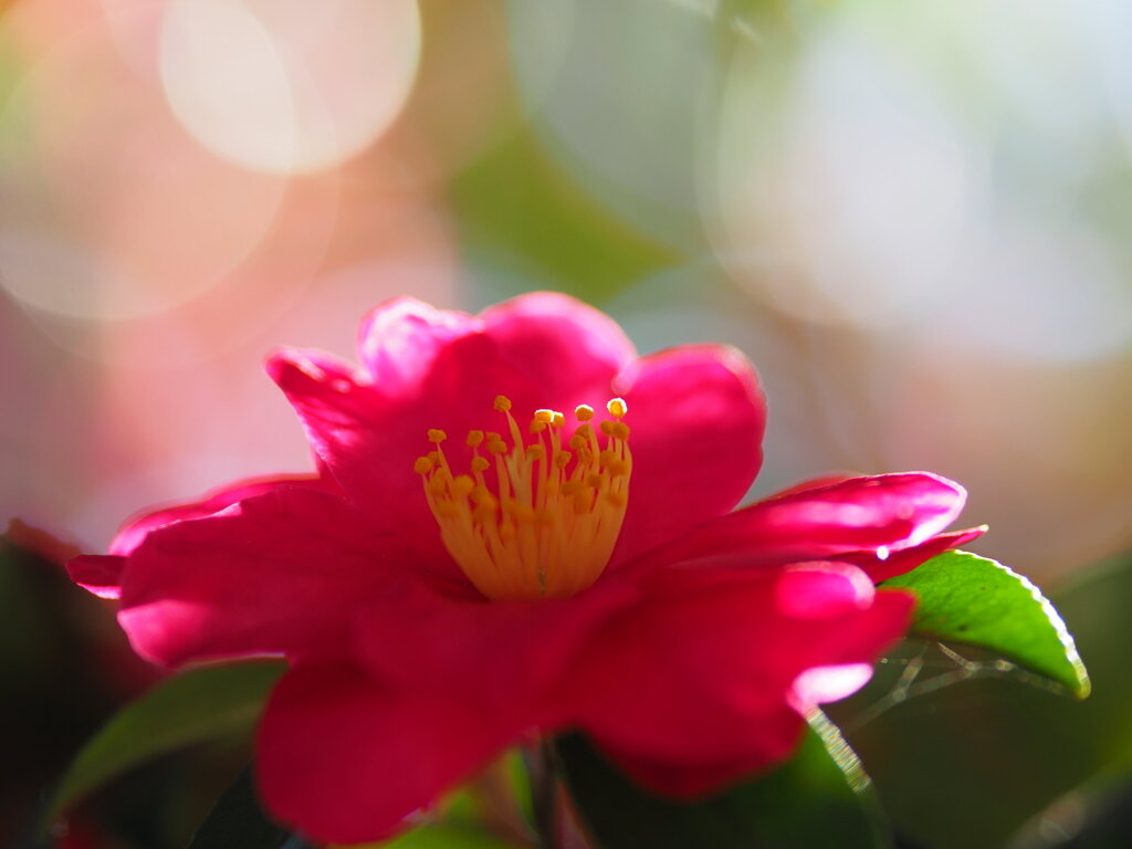 山茶花　Ⅱ