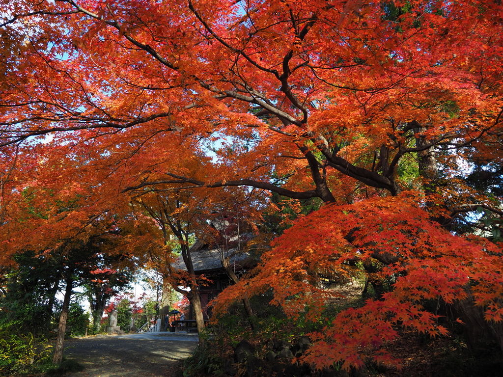 少林山の紅葉
