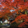 少林山の紅葉