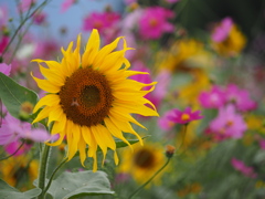 夏の花・秋の花