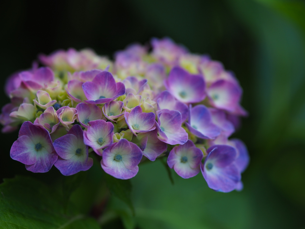 紫陽花
