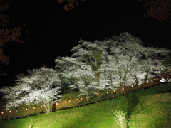 後閑城の夜桜
