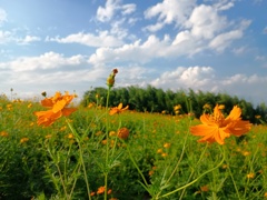 花の丘