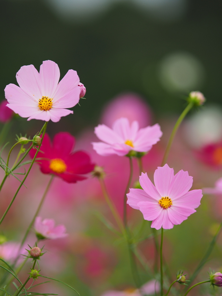 秋桜の彩り　Ⅱ