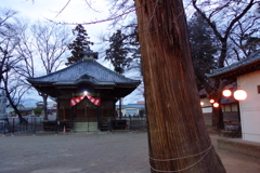 観音堂と御神木