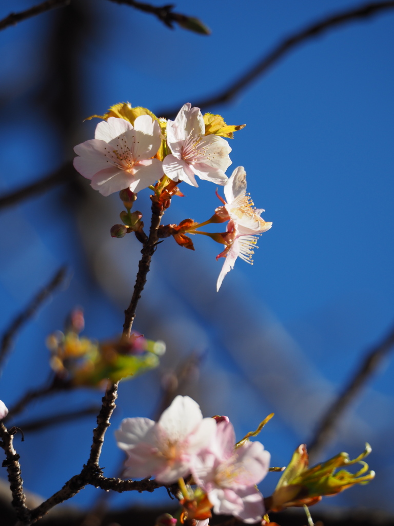 河津桜