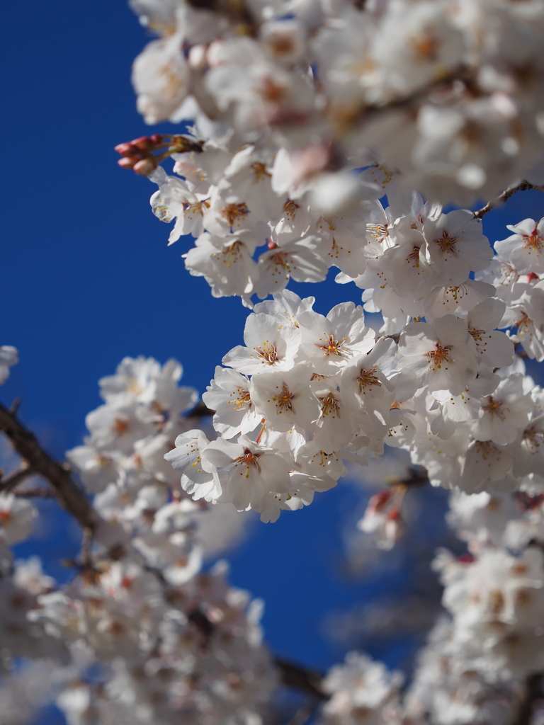 枝垂れ桜