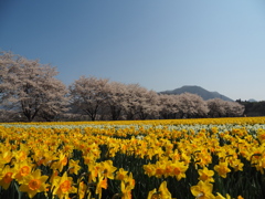 桜並木と水仙畑