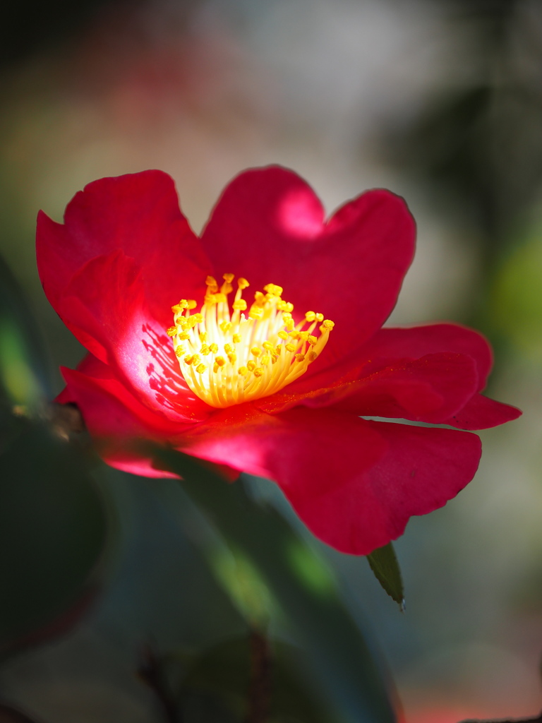 スポットライト