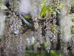 須賀の園　Ⅱ