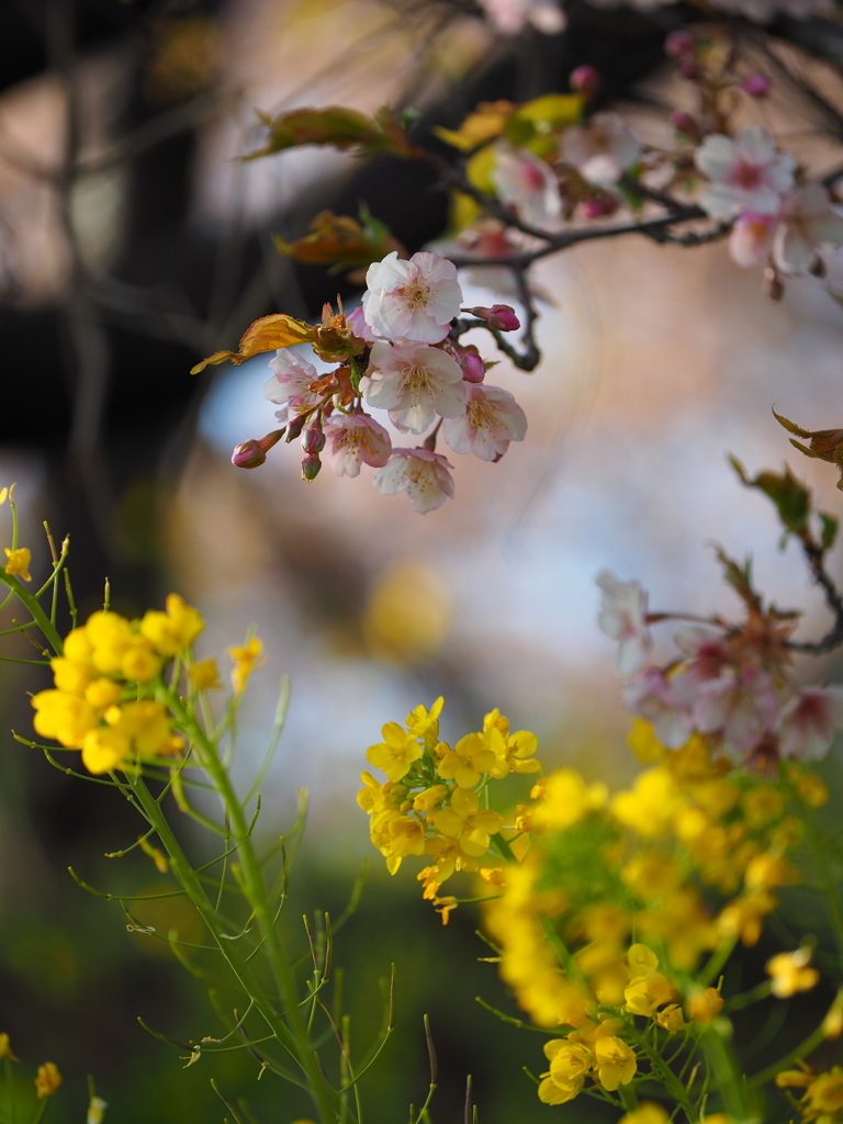 桜の樹の下で