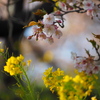 桜の樹の下で