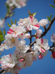 高原の花桃