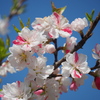 高原の花桃