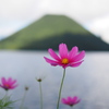 湖畔のコスモス