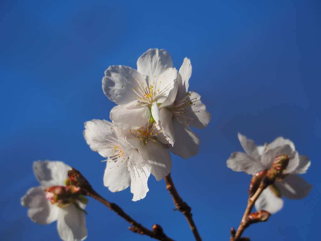 青空に冬桜