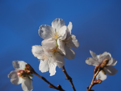 青空に冬桜