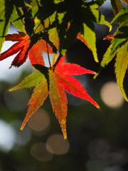 少しずつ紅く