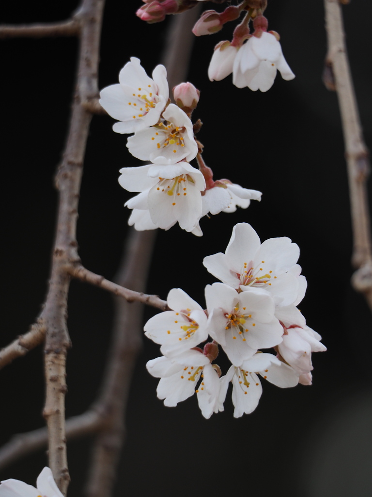 枝垂れ桜