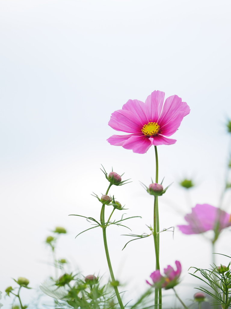 曇天の秋桜