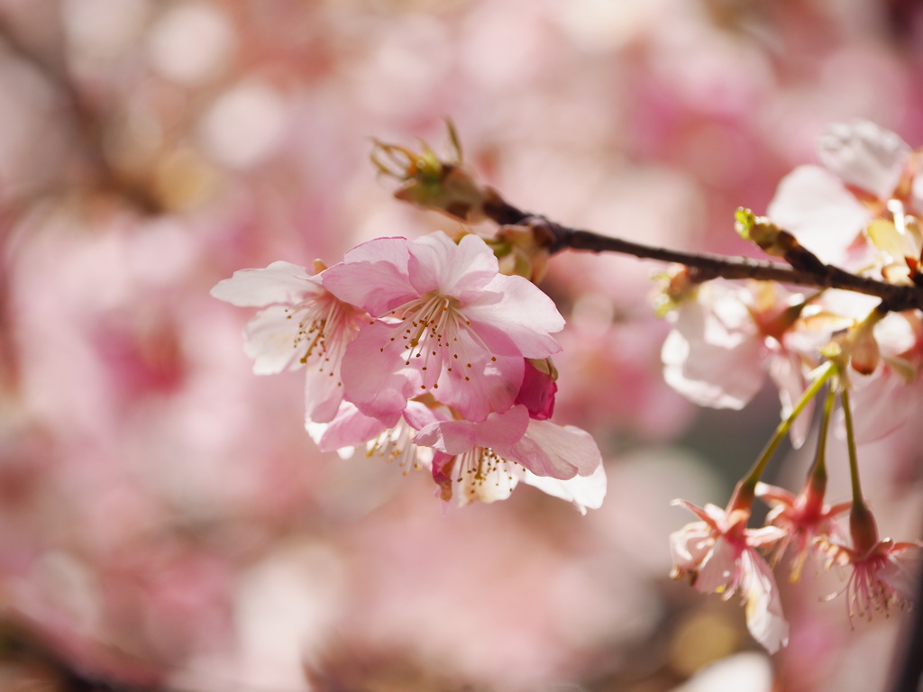 河津桜