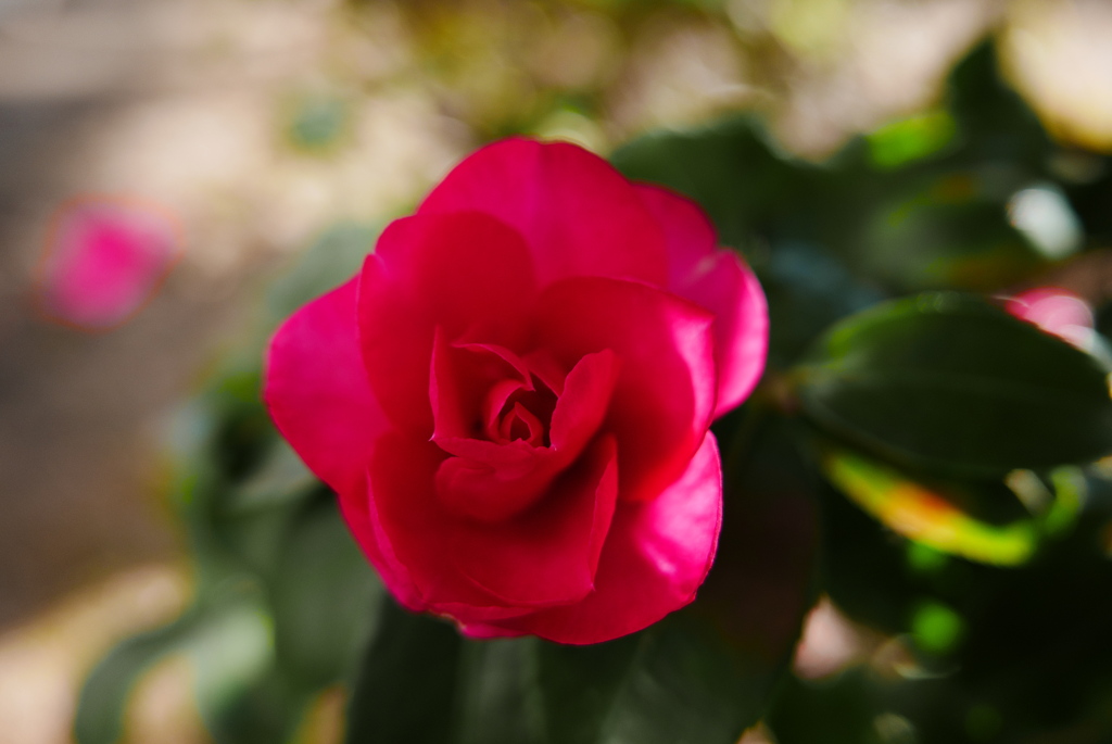 木陰の山茶花