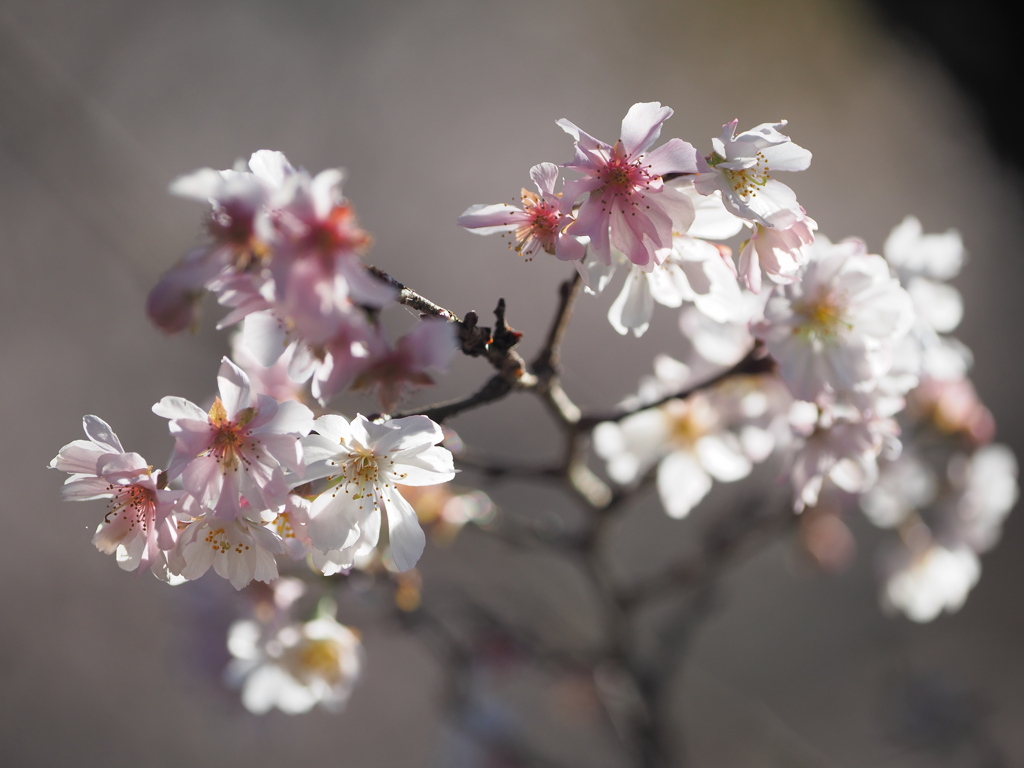 晩秋の桜