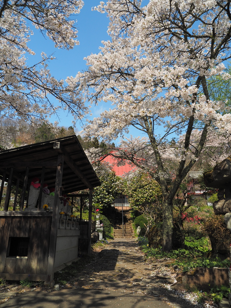 春の残る寺