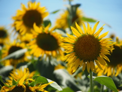 夏の花