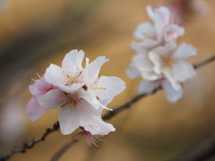 冬桜