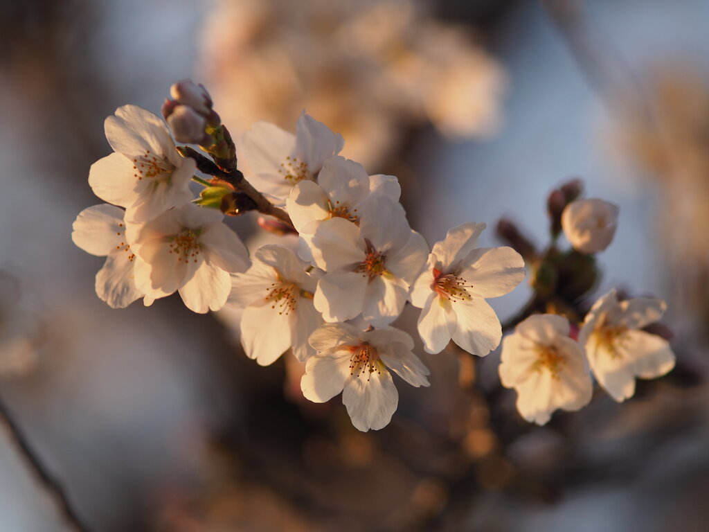 夕日の桜　Ⅴ