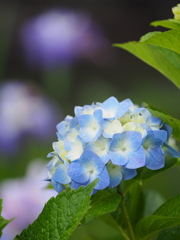 梅雨時の花々