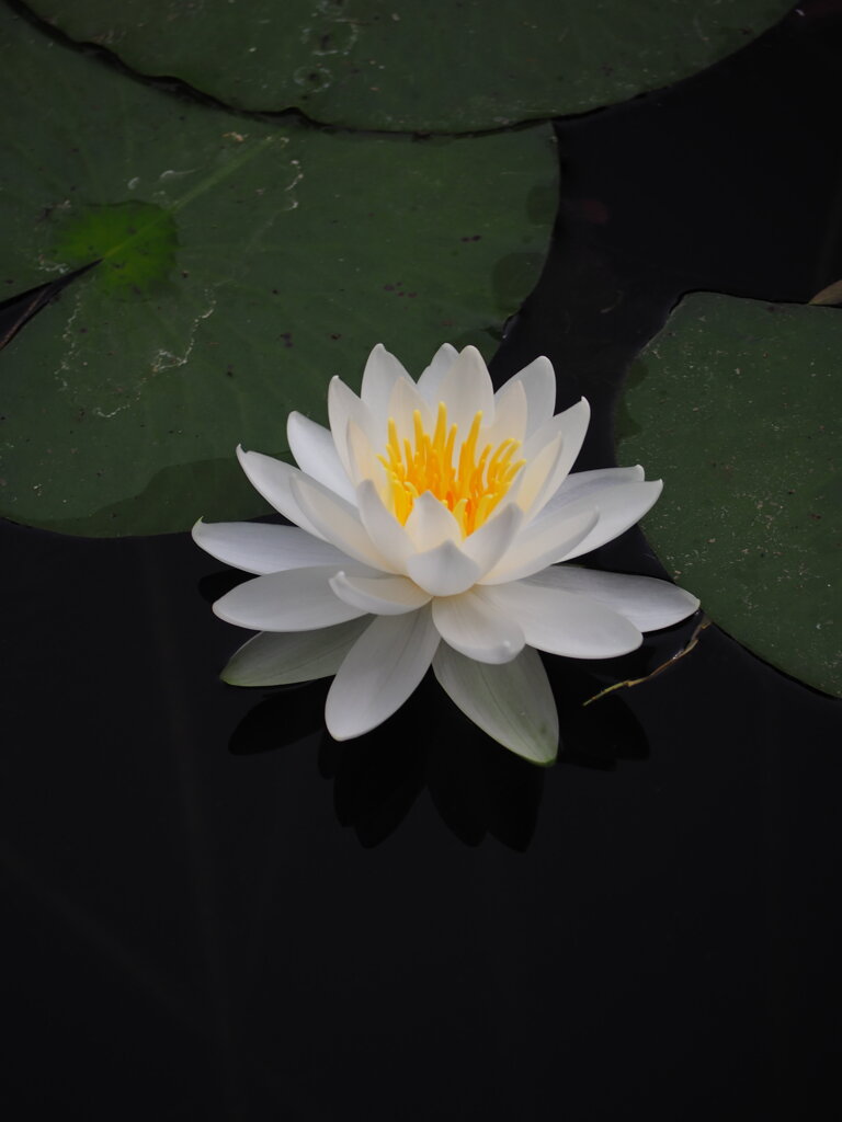白睡蓮　Ⅲ