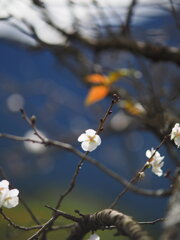 桜山の冬桜　Ⅲ