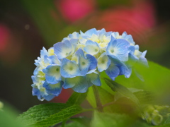 雨の日の彩り
