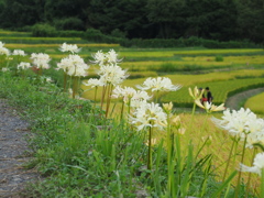 寺坂棚田