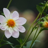 雨上がりのダリア
