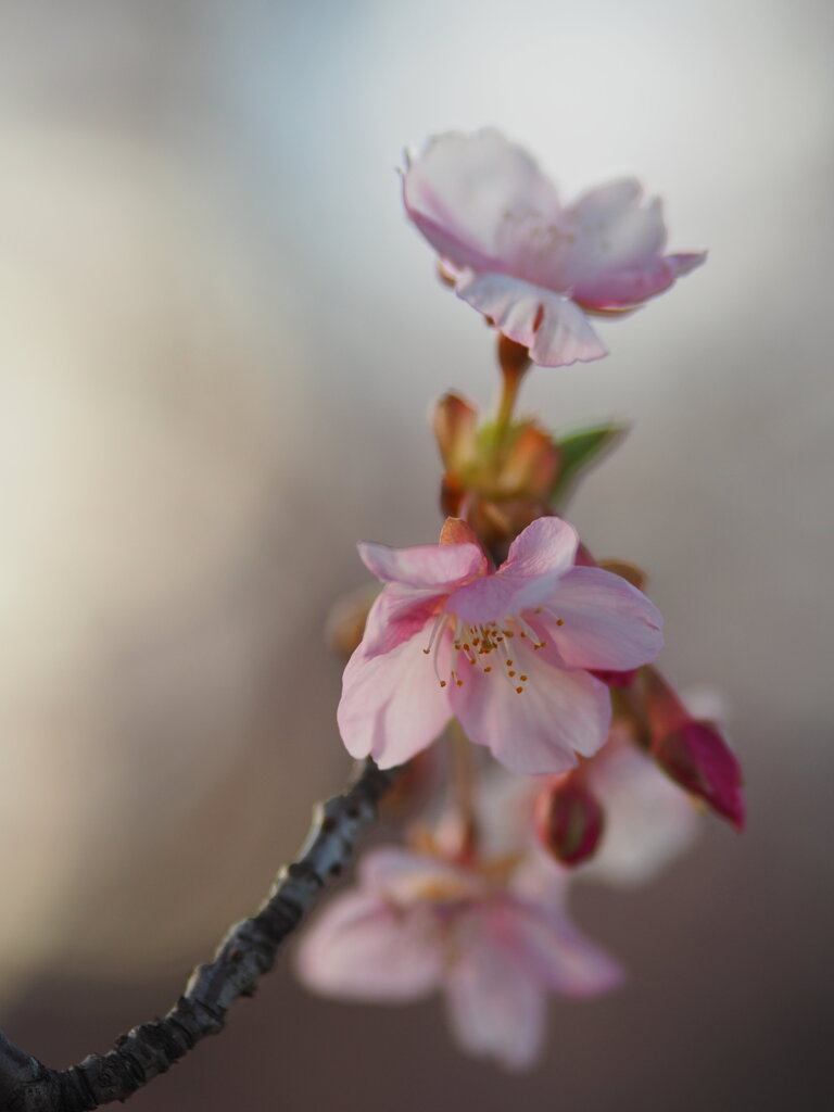 夕暮れの河津桜　Ⅲ