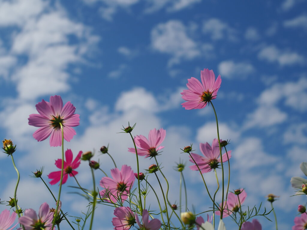 秋桜　Ⅱ