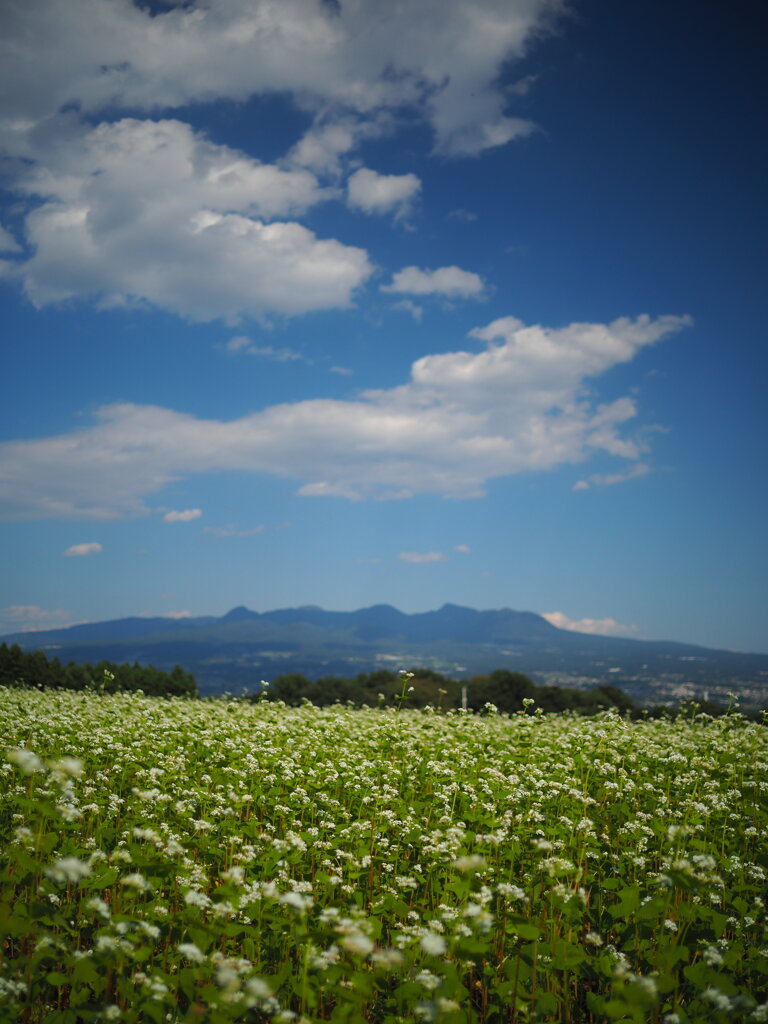 秋空と蕎麦畑