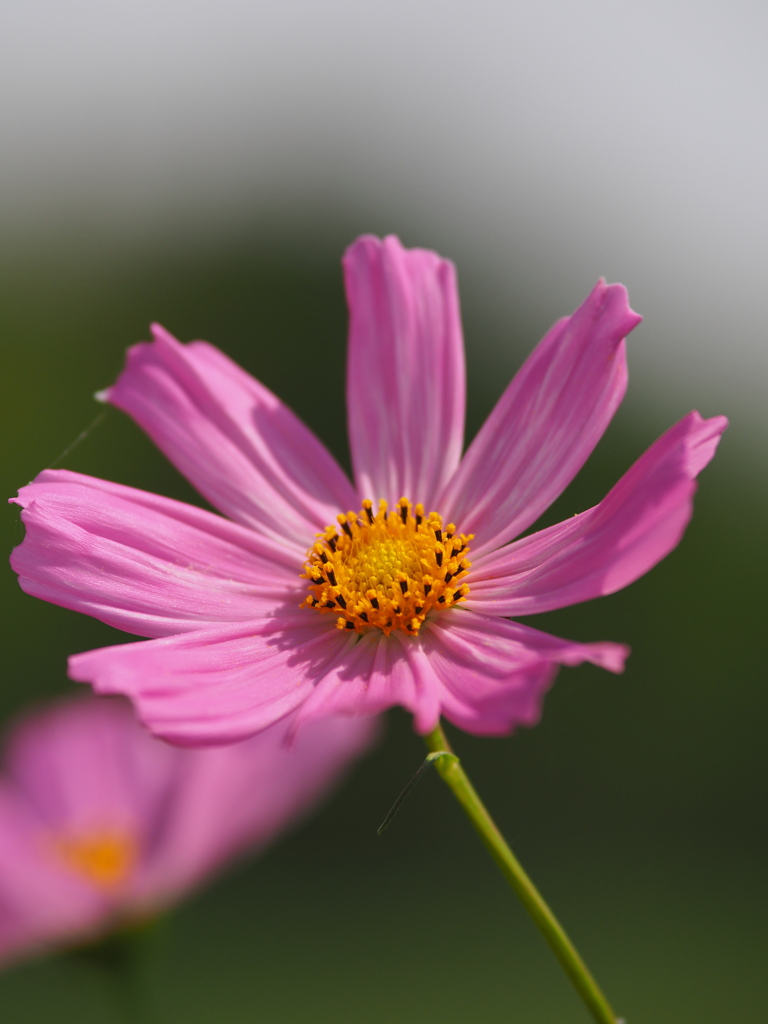 夏の秋桜 ピンク