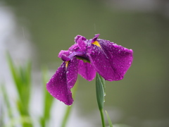 週末は雨