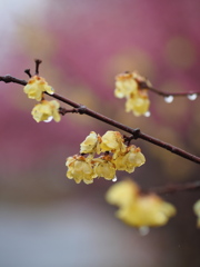 雨　蝋梅　紅梅