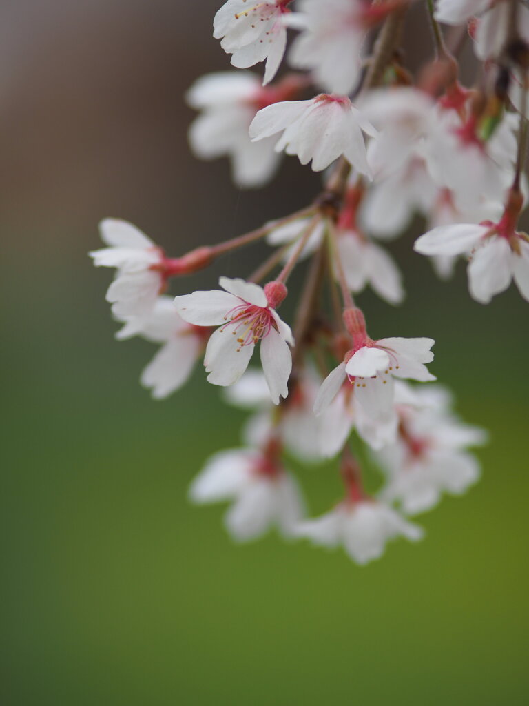 南瀧不動尊の枝垂れ桜　Ⅲ