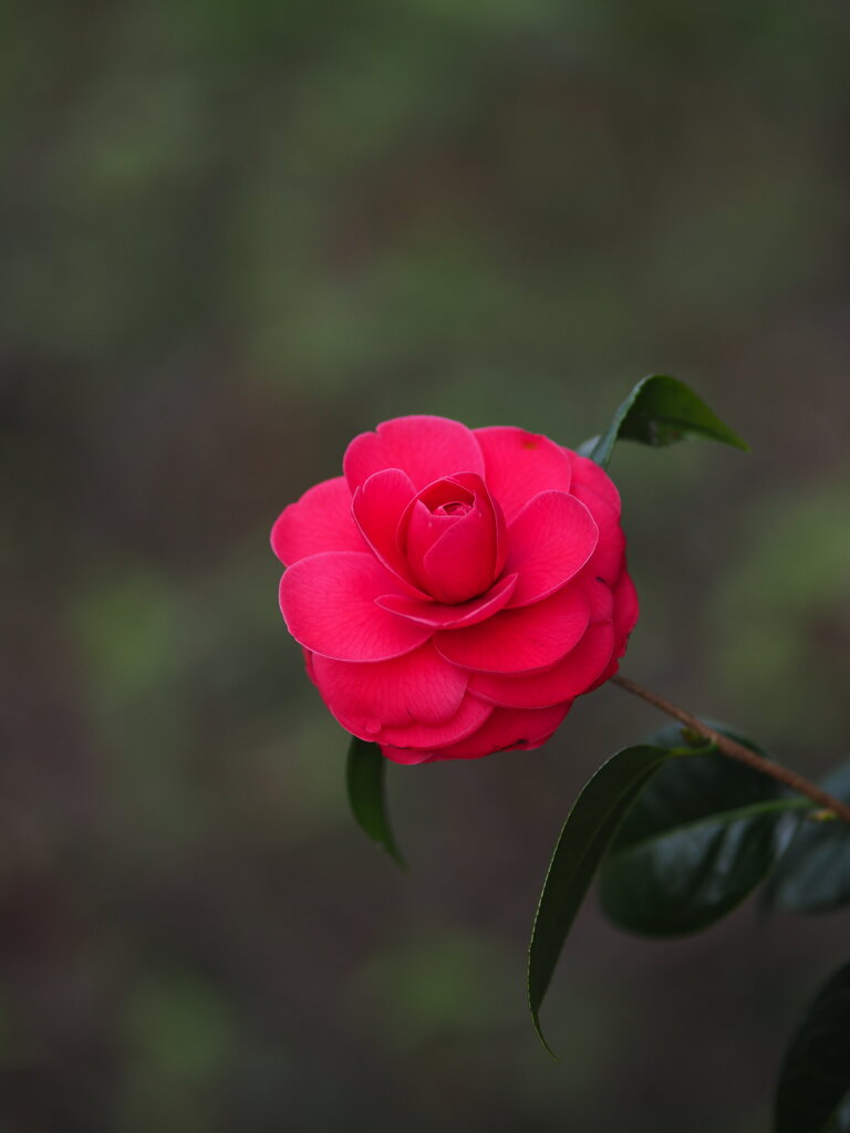 箕輪城の紅椿