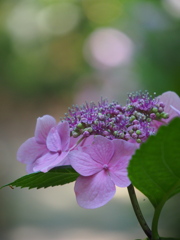 参道の紫陽花