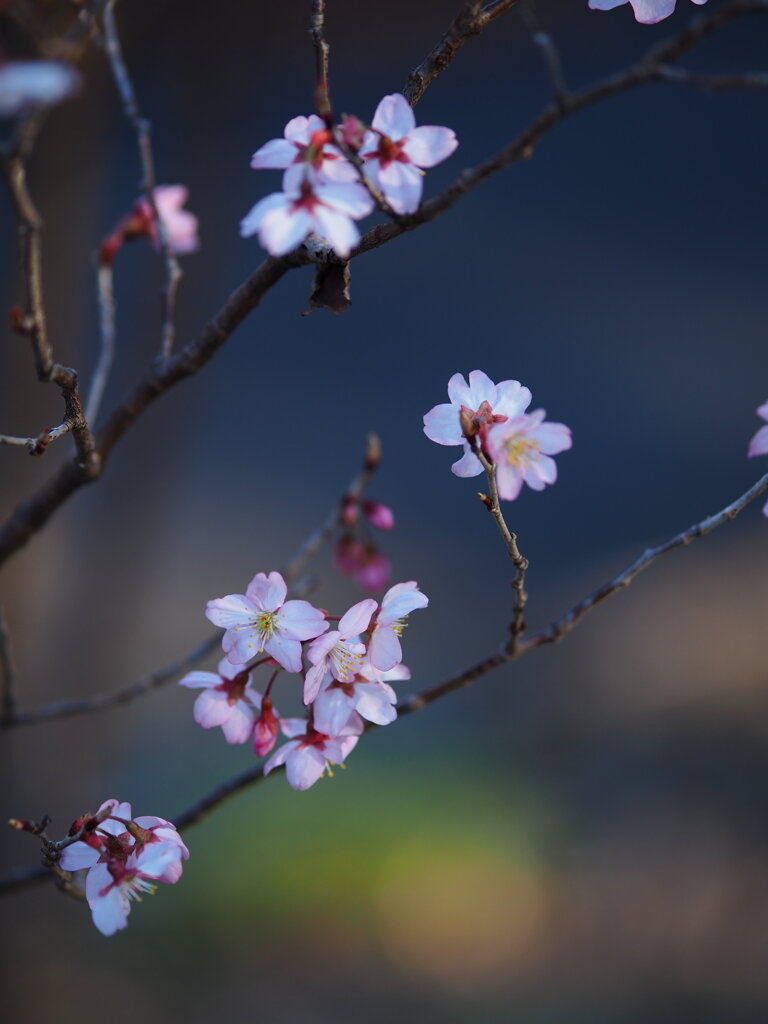 東海桜　Ⅱ