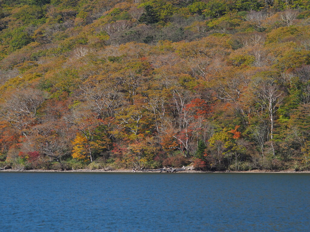 大沼湖畔