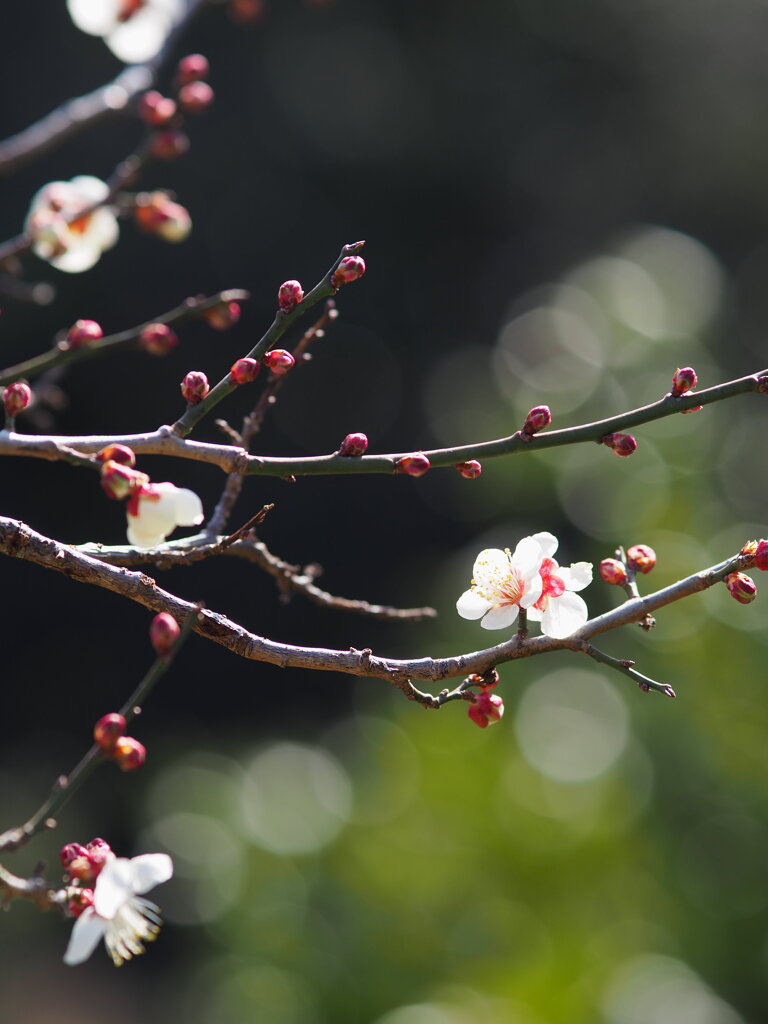 箕郷梅林　Ⅸ