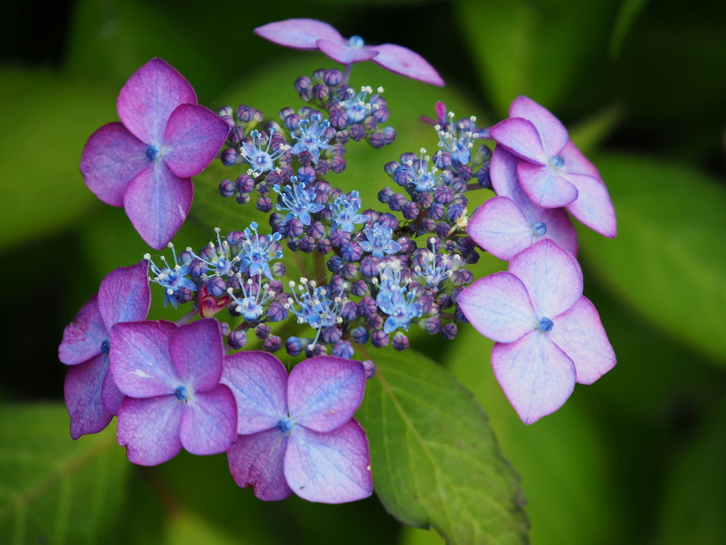 額紫陽花　Ⅱ